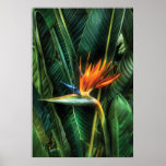 Bird of paradise poster