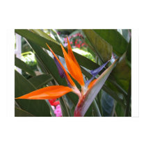 Bird of Paradise posters