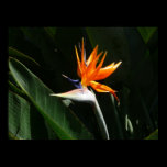 Bird of Paradise Print
