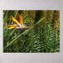 Bird of Paradise Print