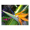 Bird of Paradise / San Diego, California posters