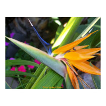 Bird of Paradise / San Diego, California posters by moxieann Bird of Paradise / San Diego, California posters