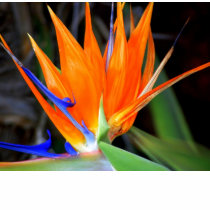 Bird of Paradise shirt