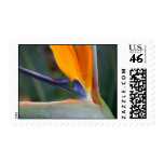Bird of Paradise Stamp