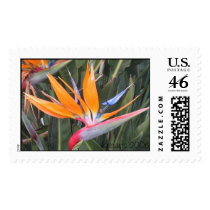Bird Of Paradise Stamp