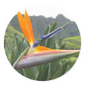 Bird of Paradise Sticker by dlgray Bird of Paradise Sticker