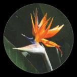 Bird of Paradise Sticker