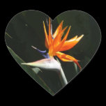 Bird of Paradise Sticker