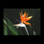 Bird of Paradise Stretched Canvas Print