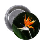 Bird of Paradise Tropical Floral Button