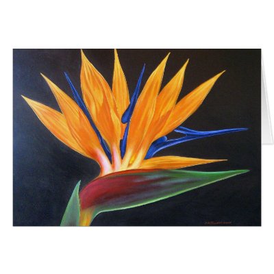 Tropical Bird Painting on Bird Of Paradise Tropical Flower Painting   Multi Cards From Zazzle