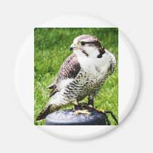 Bird of Prey #2- Peregrine Falcon Fridge Magnet