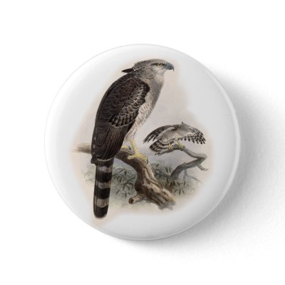 Bird of Prey Pins by Memory_Lane
