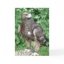 bird of prey cards