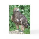 bird of prey cards