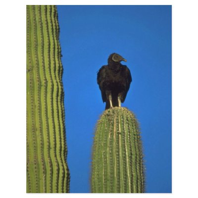 Bird Of Prey Custom Flyer by BreathtakingNature