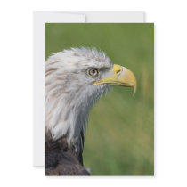 Bird of Prey Invitation