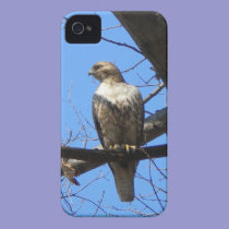 Bird Of Prey iPhone 4 case casemate cases