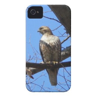 Bird Of Prey iPhone 4 case casemate_case
