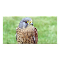 bird of prey photo card