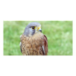 bird of prey photo card
