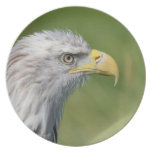 Bird of Prey Plate