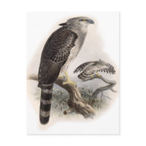 Bird of Prey postcards