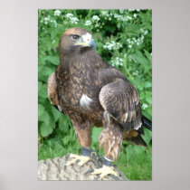 Bird of Prey Print