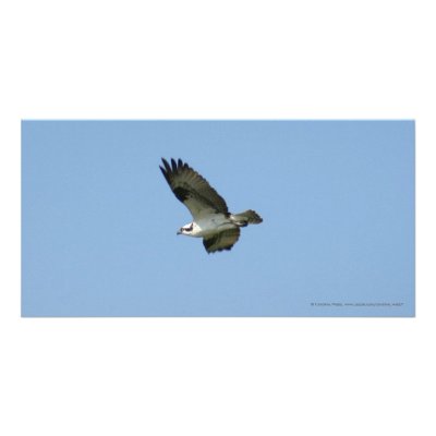 Bird of Prey San Blas Mexico Photo Cards by Caroline_Webb