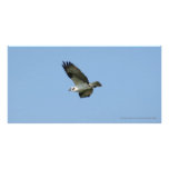 Bird of Prey San Blas Mexico Photo Cards