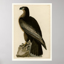 Bird of Washington Print