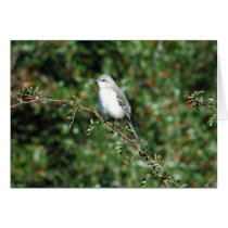 Bird on a Branch cards