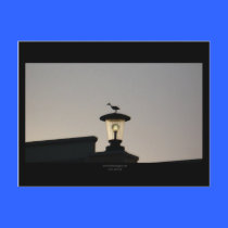 Bird on a light Postcard postcards