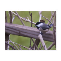 Bird on a Limb Post Cards