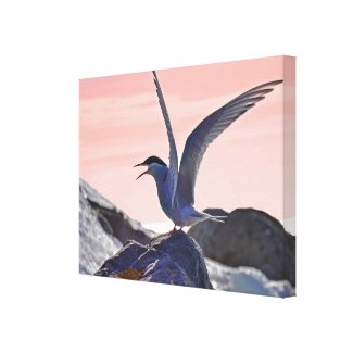 Bird on a Rock Canvas Print