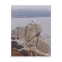 Bird on a Rock Postcard by pharrisart Bird on a Rock Postcard