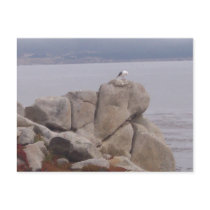 Bird on a Rock Postcard (horizontal view) by pharrisart Bird on a Rock Postcard (horizontal view)