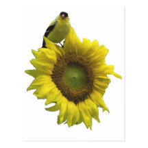 Bird On A Sunflower Post Card