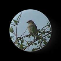Bird On Branch 1 buttons by melhi_ Bird On Branch 1 buttons