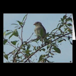Bird On Branch 1 cards