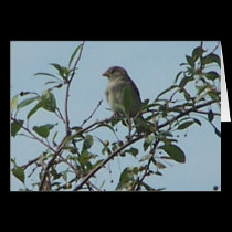 Bird On Branch 1 cards by melhi_ Bird On Branch 1 cards