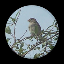 Bird On Branch 1 magnets by melhi_ Bird On Branch 1 magnets