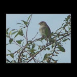 Bird On Branch 1 postcards