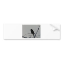bird on cold day bumper sticker