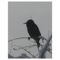 bird on cold day flyer