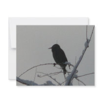 bird on cold day custom announcement