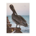 Bird on dock Mexico postcards