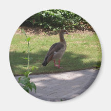 Bird on Ground Fridge Magnets