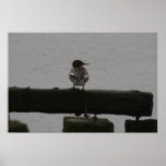 bird on pier poster