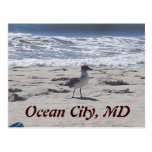 bird, beach, ocean, city, maryland, vacation,